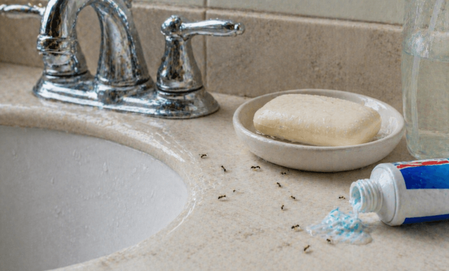 ants crawling on the bathroom sink counter near the soap dish and spilled toothpaste